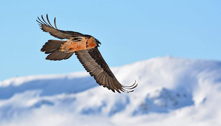 La nouvelle circulaire Gypaète est en ligne !